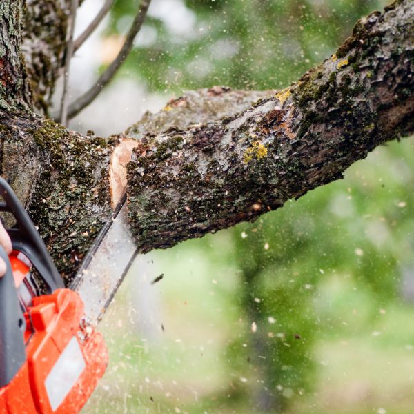 chainsaw_pruning_tree_1900x1070